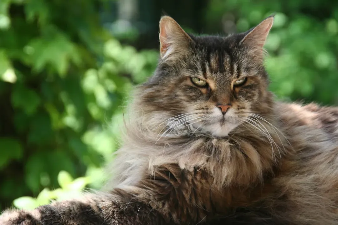 Leo: The Maine Coon's Regal Presence (Image Credits: Unsplash)
