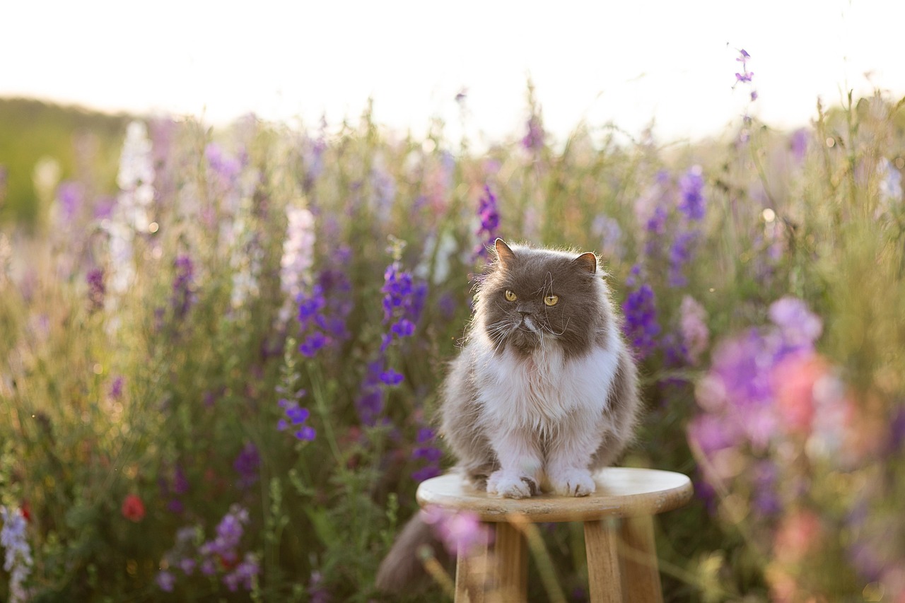 Persian Cats (Image Credits: Pixabay)