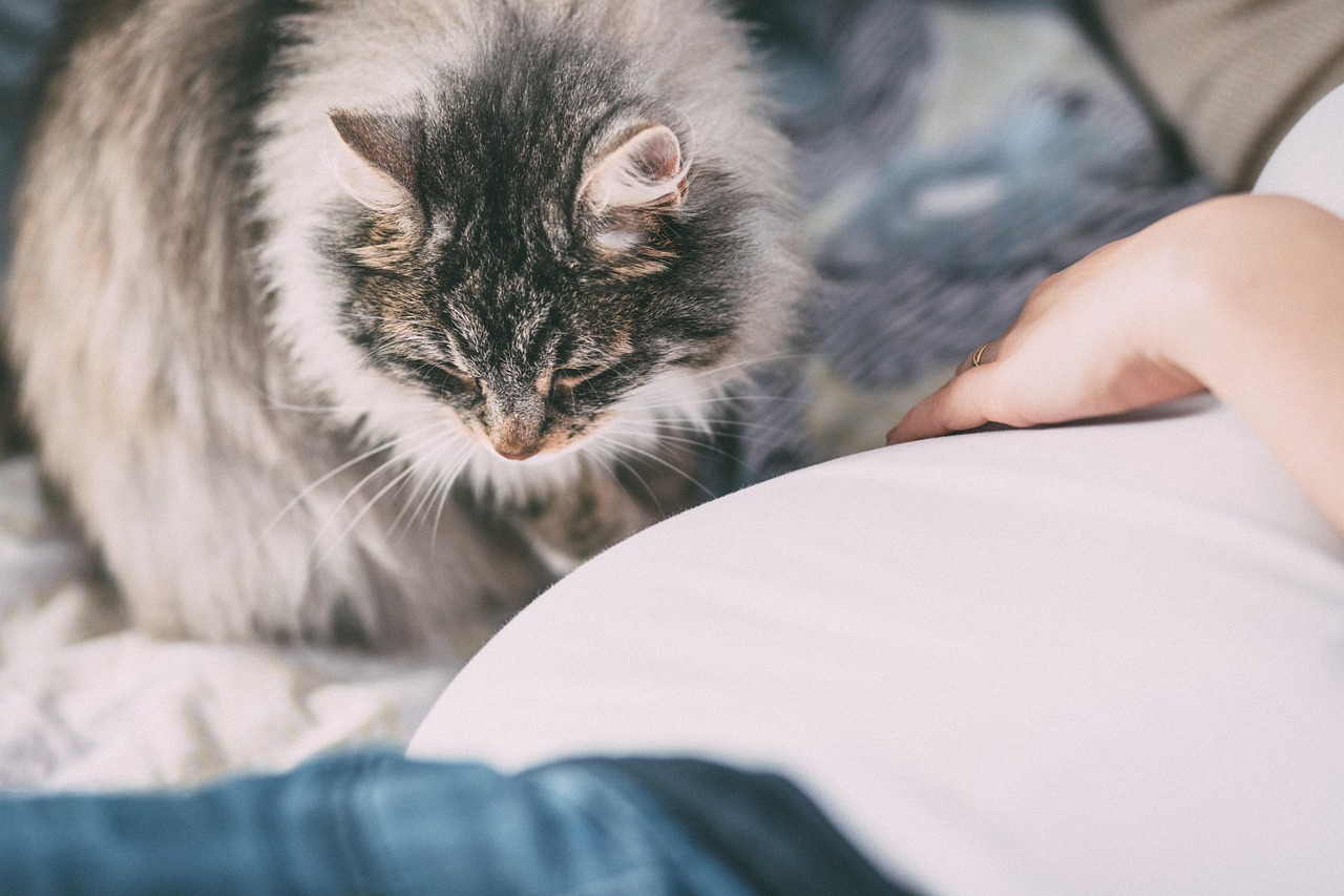 Pregnant Women Must Get Rid of Their Cats (Image Credits: Pixabay)
