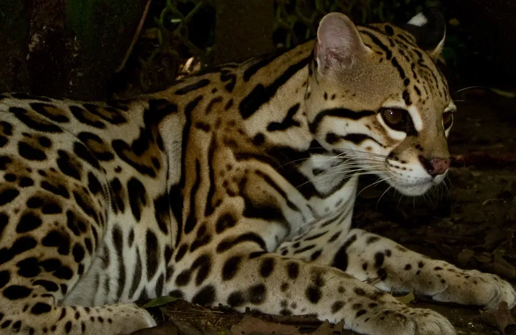 A Conservation Story That Is Still Being Written (brian.gratwicke, Flickr, CC BY 2.0)