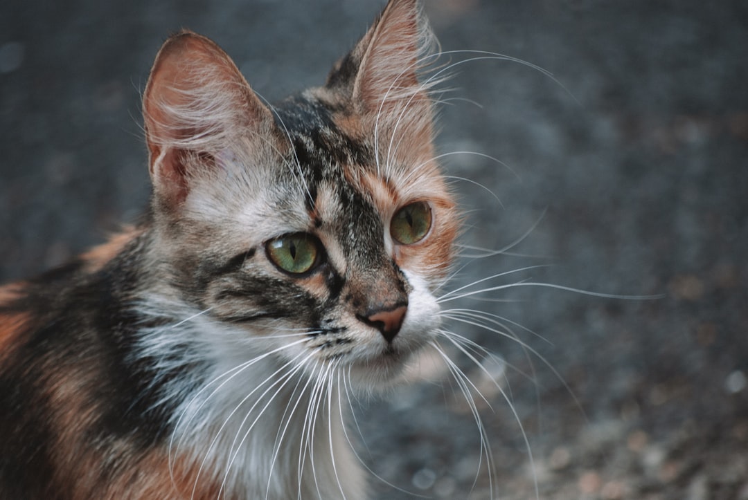 Fostering Programs Remove Barriers to Pet Ownership (Image Credits: Unsplash)