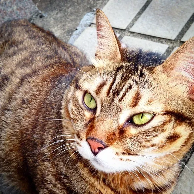 The Scent Architecture: Building an Invisible Home Within Your Home (Image Credits: Flickr)