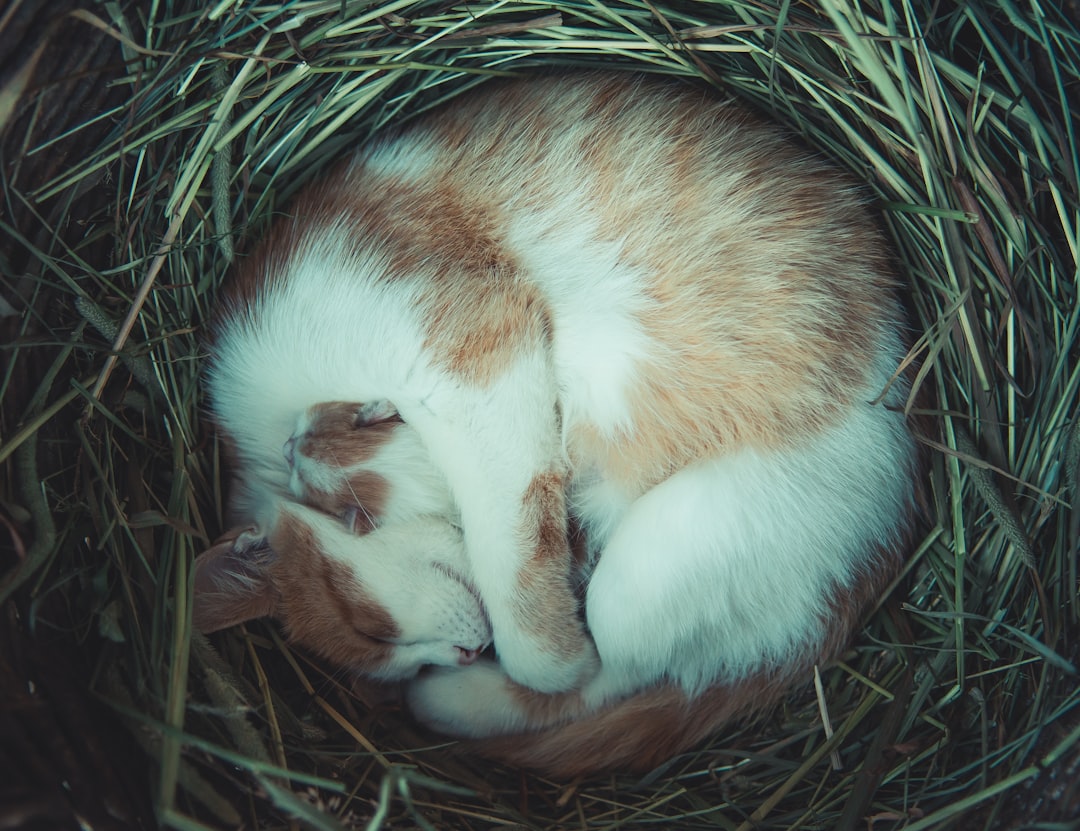 Ancient Nest-Making Instincts at Work (Image Credits: Unsplash)