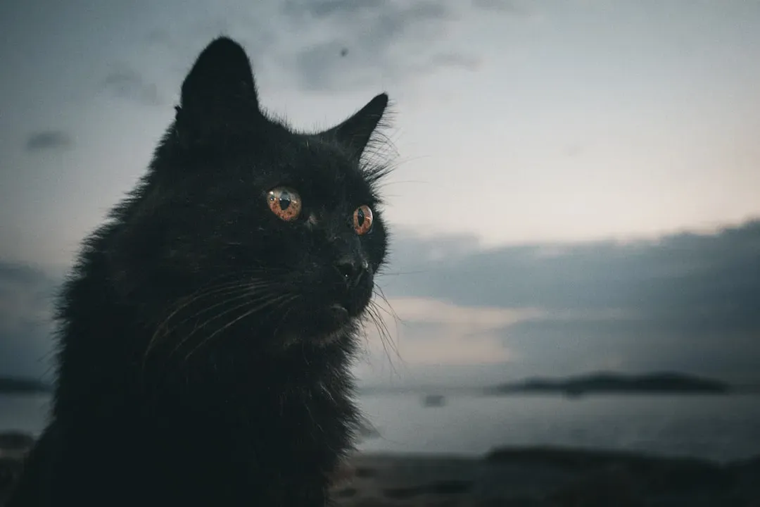 Your Cat Is Not Nocturnal - and That Distinction Actually Matters (Image Credits: Unsplash)
