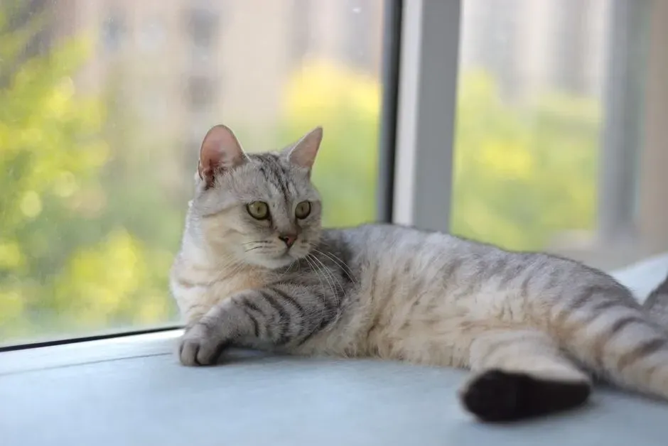7. The “I’m Actually Very Busy Right Now” Distraction Routine (Image Credits: Pexels)