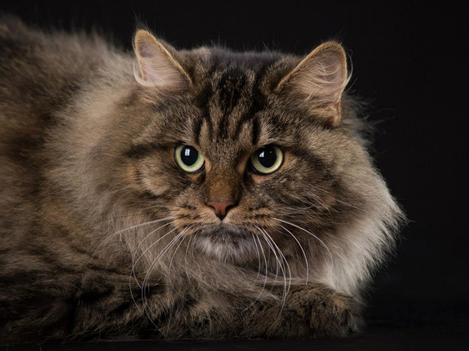Siberian Forest Cat: The Mellow Social Butterfly (Image Credits: Wikimedia)