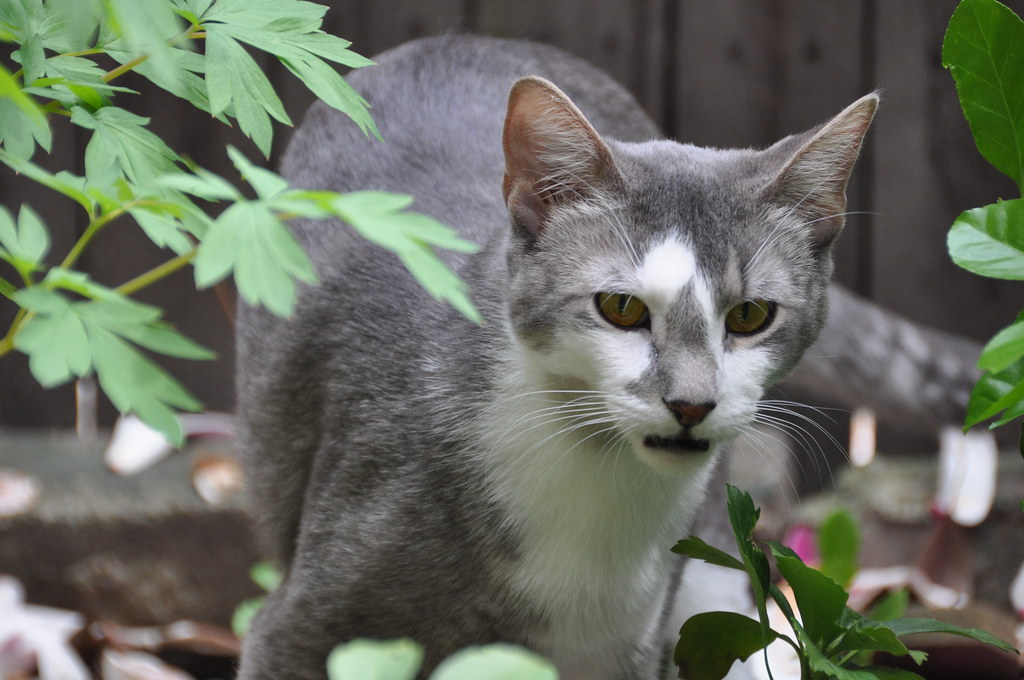 The Hunting Chirp: Mimicking Prey to Perfection (Image Credits: Flickr)