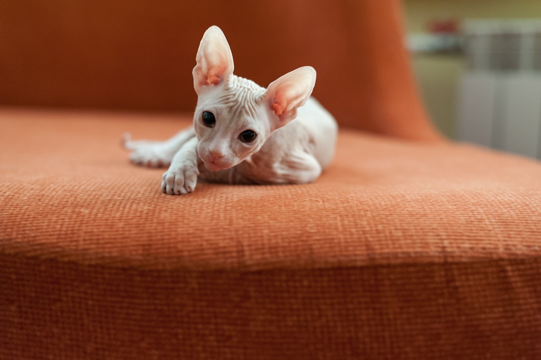Sphynx Kittens: Hairless Acrobats Seeking Warmth and Attention (Image Credits: Unsplash)