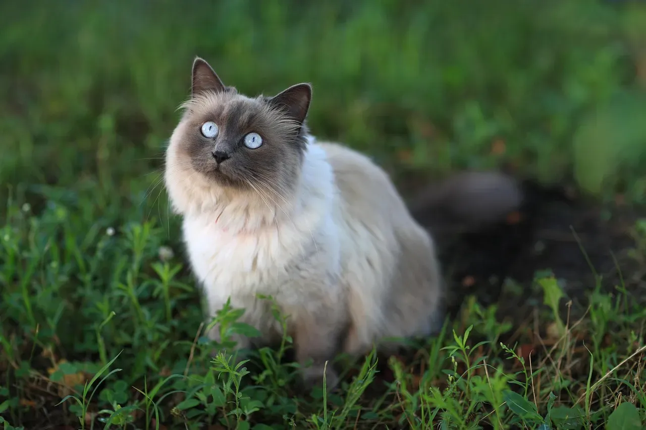 Birman: The Sacred Cat with a Sweet Soul (Image Credits: Pixabay)