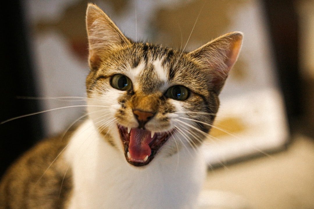 2. Strategic Meowing: A Language Invented Just for You (Image Credits: Unsplash)