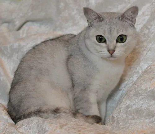 Burmilla: The Accidental Breed (Image Credits: Flickr)