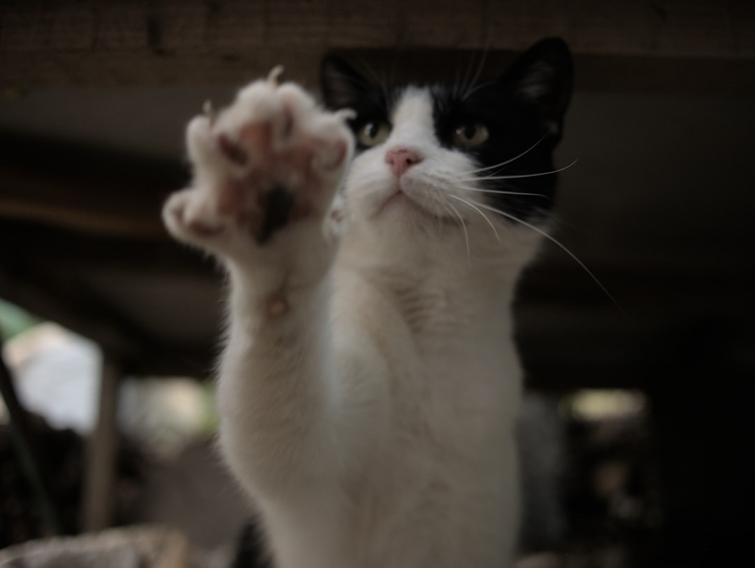 The Attention-Grabbing Paw Swipes (Image Credits: Unsplash)