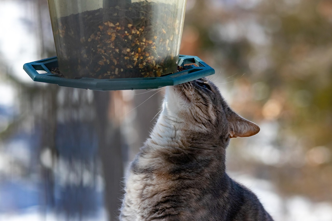 Relying Completely on Automatic Feeders (Image Credits: Pixabay)
