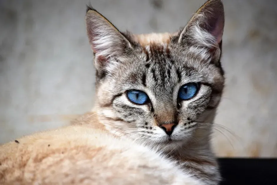 #12 - The Ojos Azules: A Genetic Mutation Almost No One Can Breed Safely (Image Credits: Pexels)
