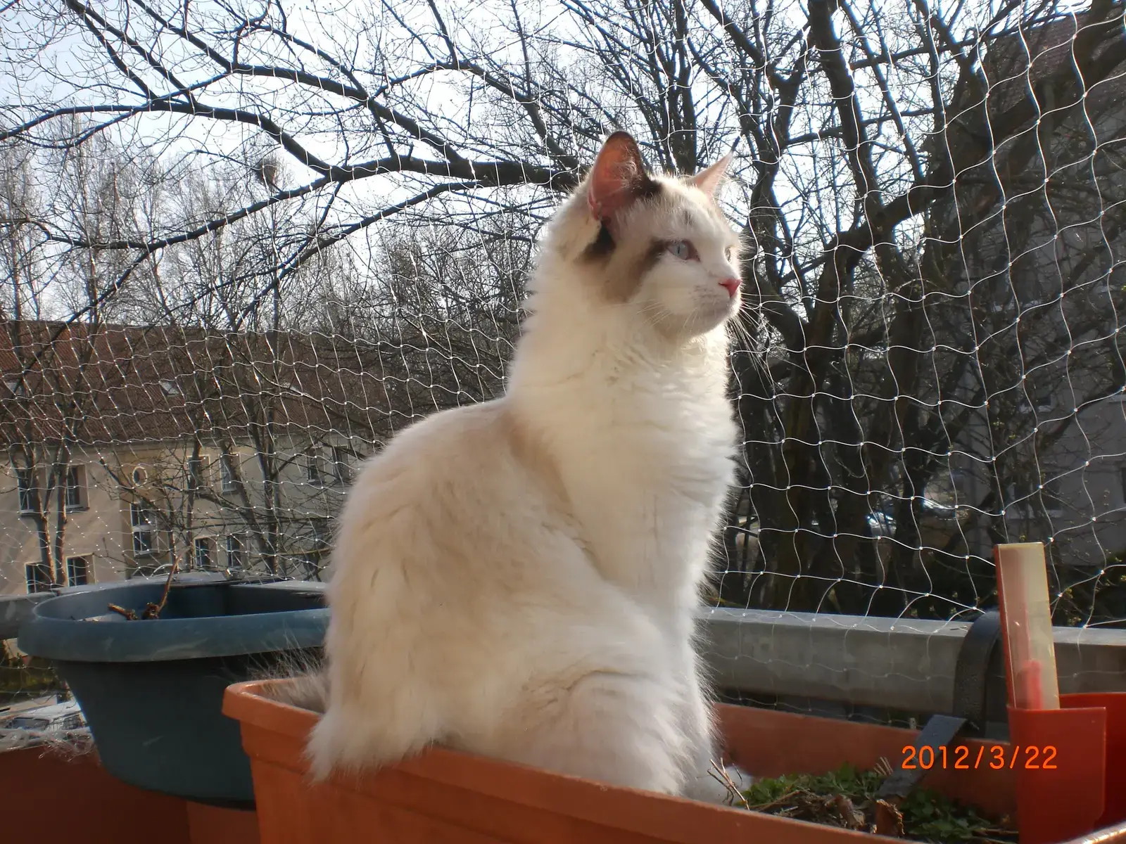 9. Explore a Catio or Supervised Outdoor Access (By Mamamamili, CC BY-SA 3.0)