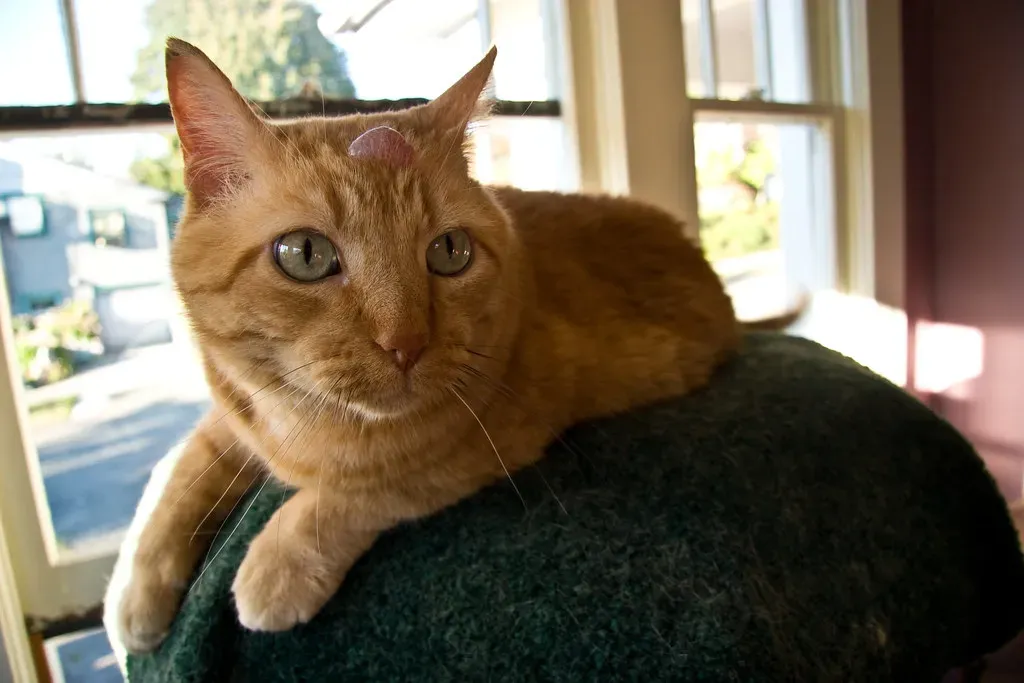 The Head Bump Marks You as Family (Image Credits: Flickr)