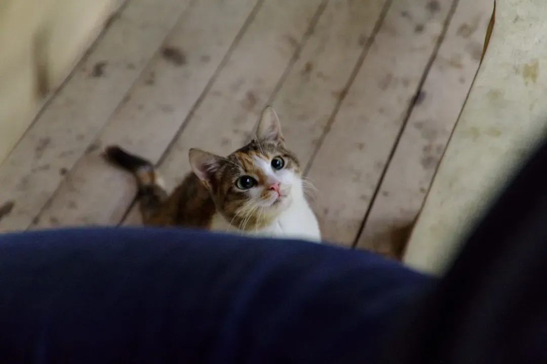 They're Communicating Their Needs Through Eye Contact (Image Credits: Unsplash)