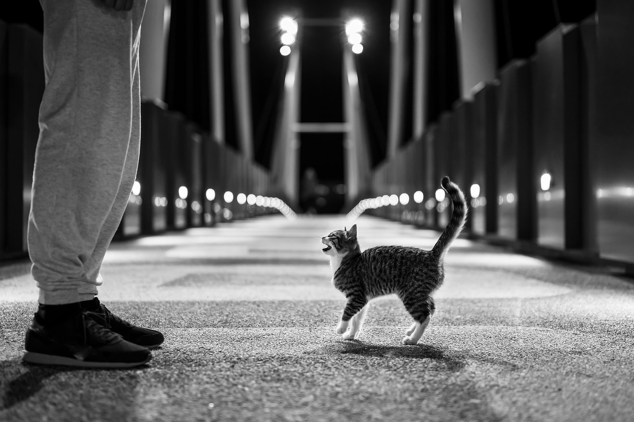 Islamic Bridge Guardian: Cats as Afterlife Companions (Image Credits: Pixabay)