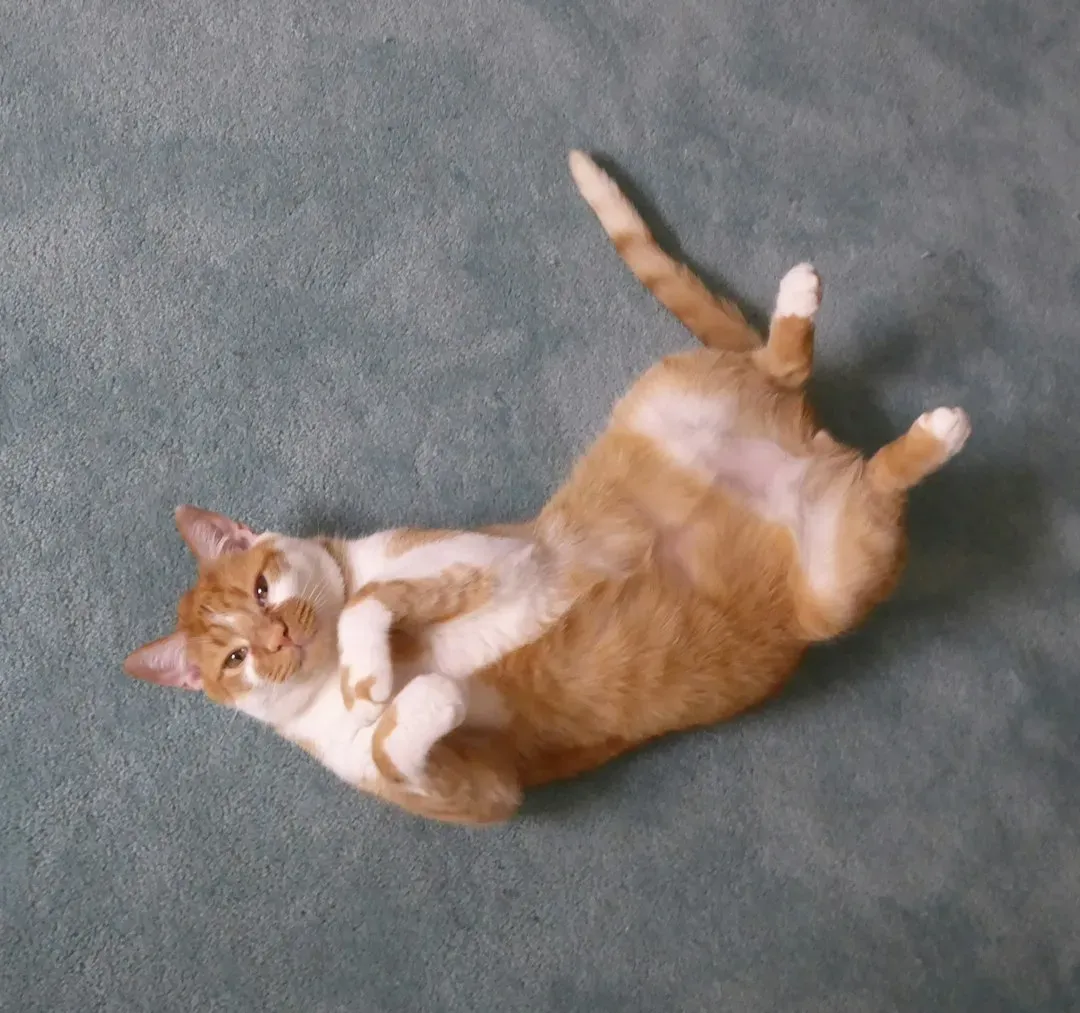 The Belly Reveal: Vulnerability as a Love Language (Image Credits: Unsplash)