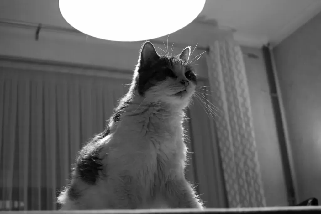 It Activates Those Ancient Hunting Instincts You Never Knew Were Still There (Image Credits: Flickr)