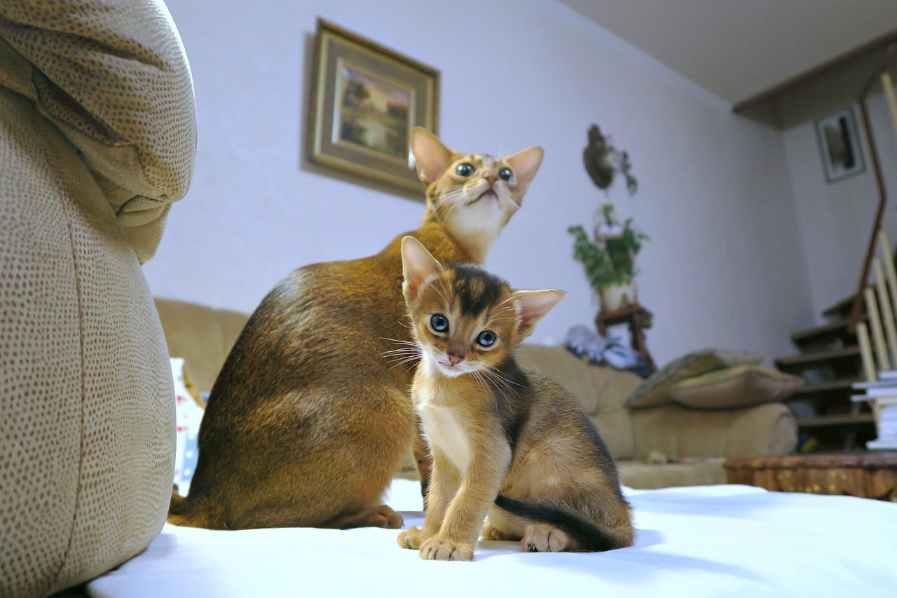 Abyssinian Cats: Ancient Courage (Image Credits: Pixabay)