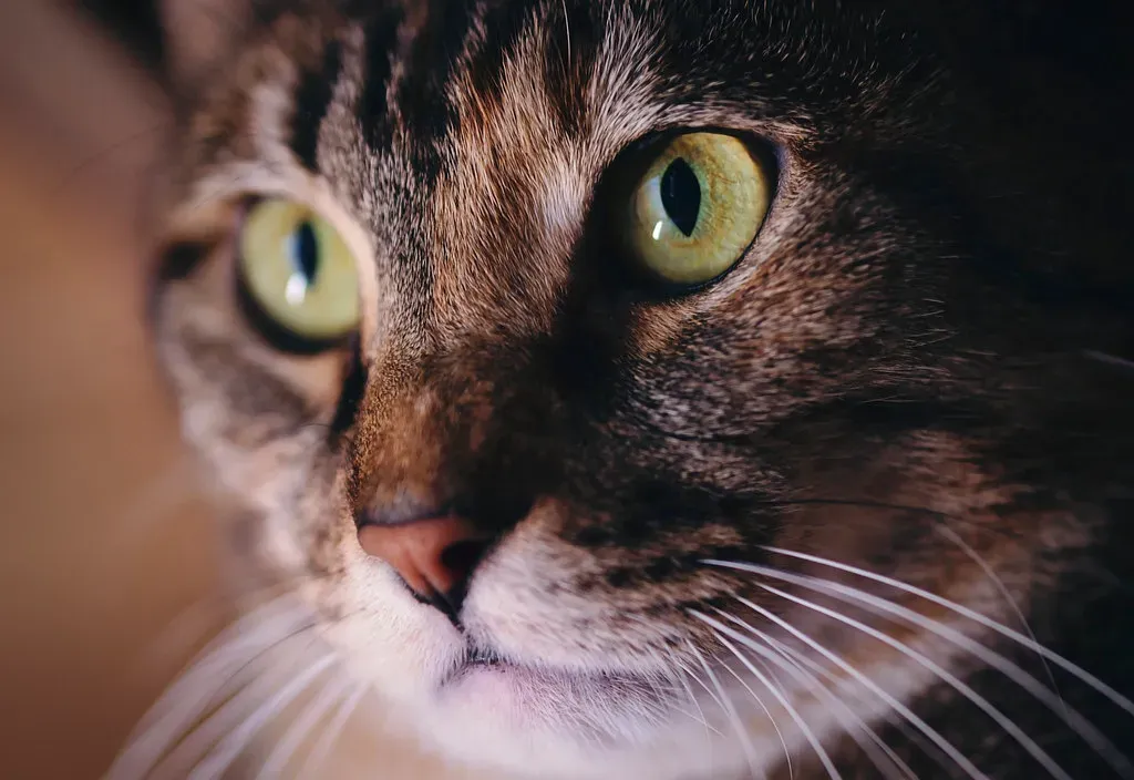 A Direct Stare Isn't Always Friendly (Image Credits: Flickr)