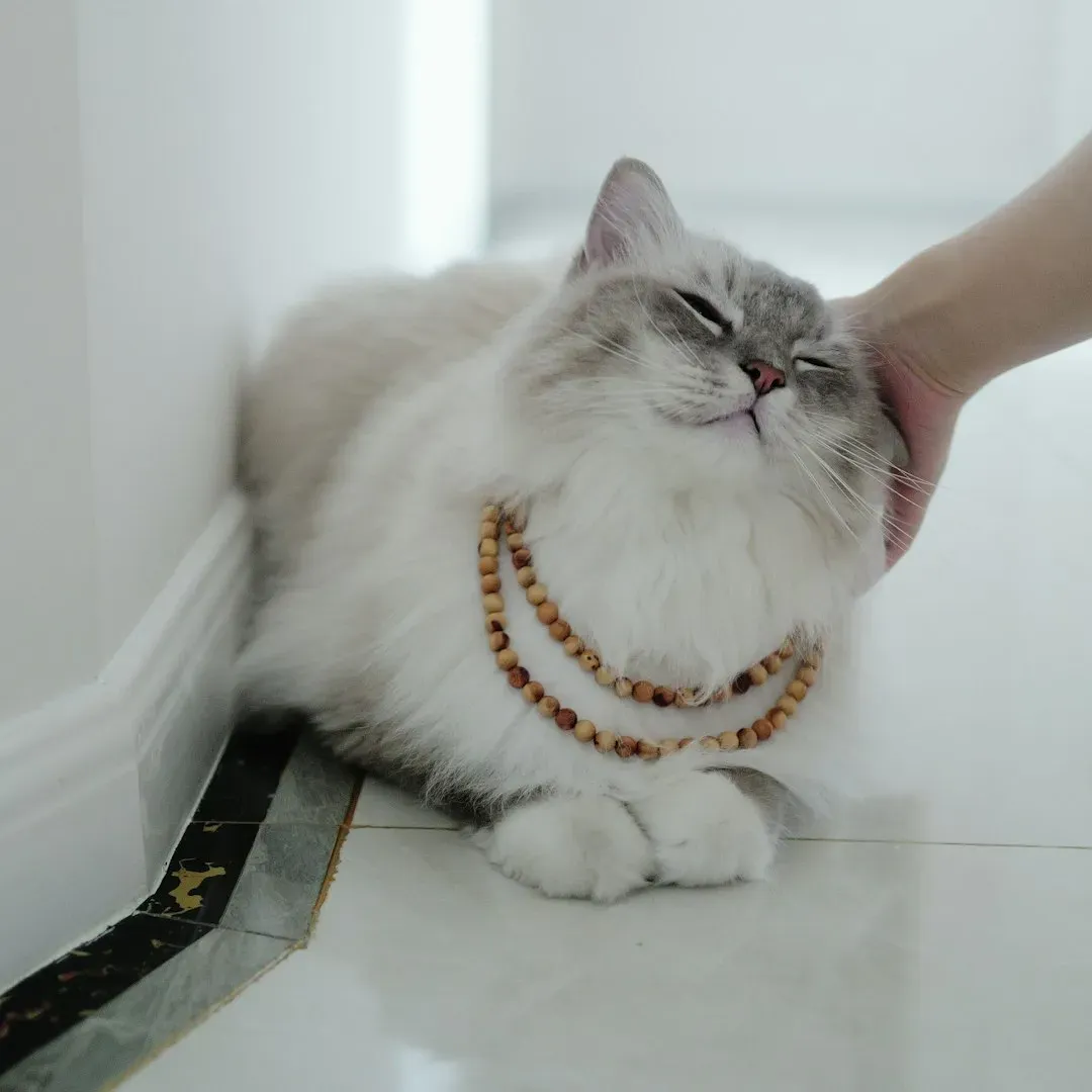 Luxurious Tastes and Stunning Appearances (Image Credits: Unsplash)