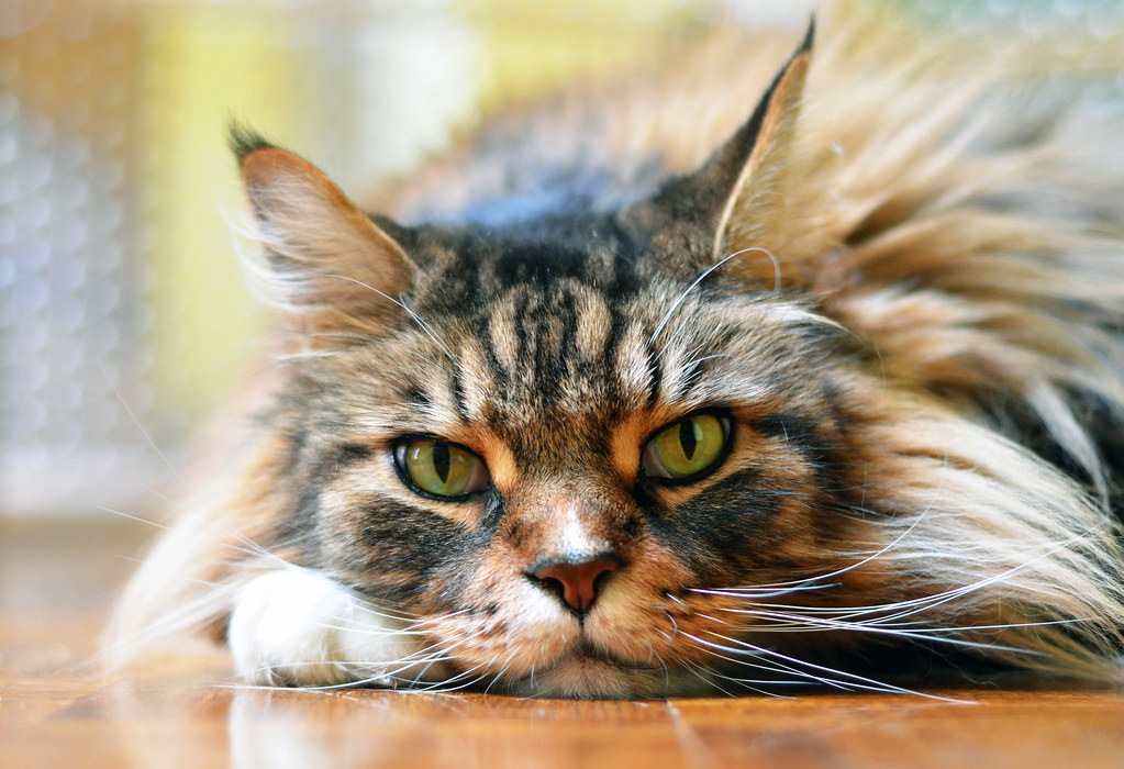 Their Remarkable Adaptability (Image Credits: Flickr)