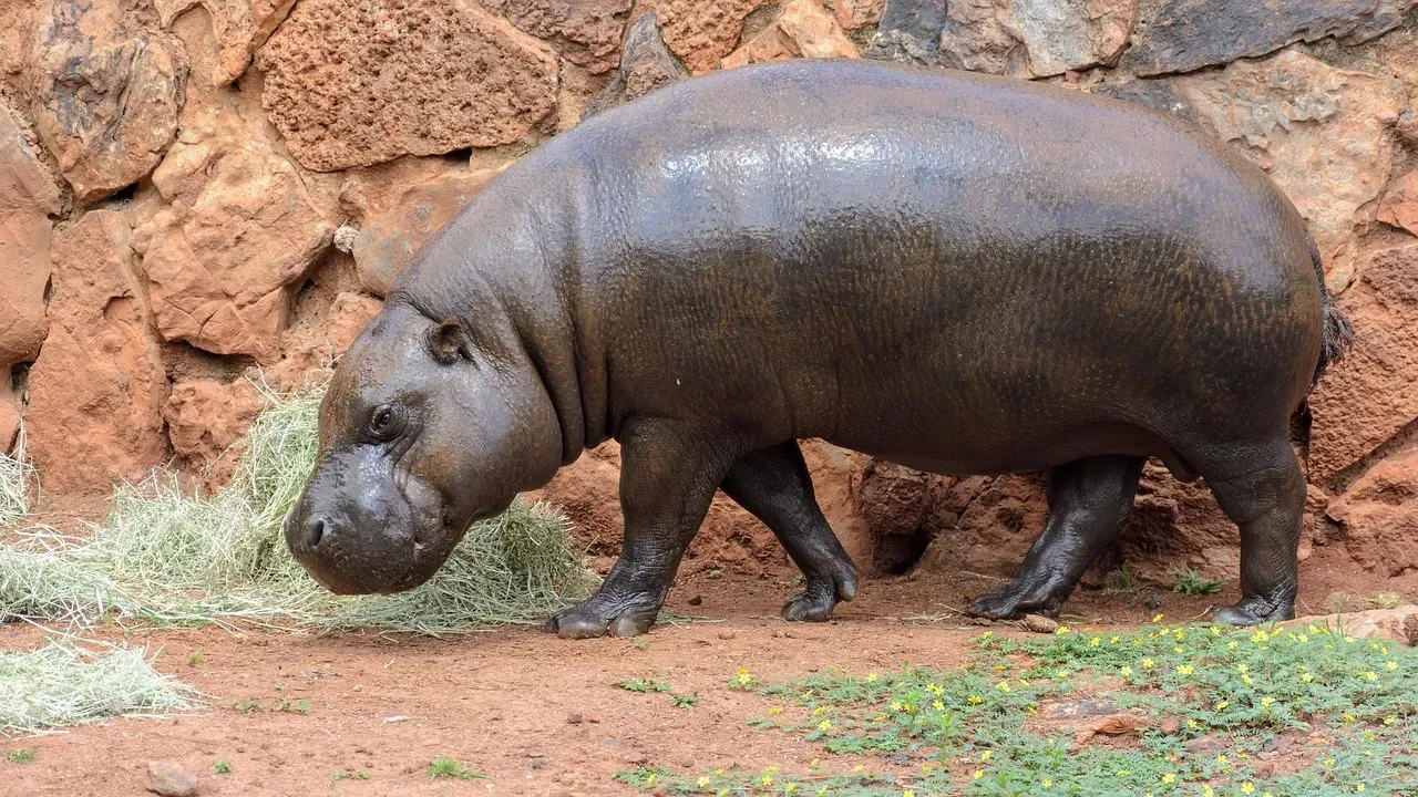 #2 Hippopotamus (Image Credits: Pixabay)