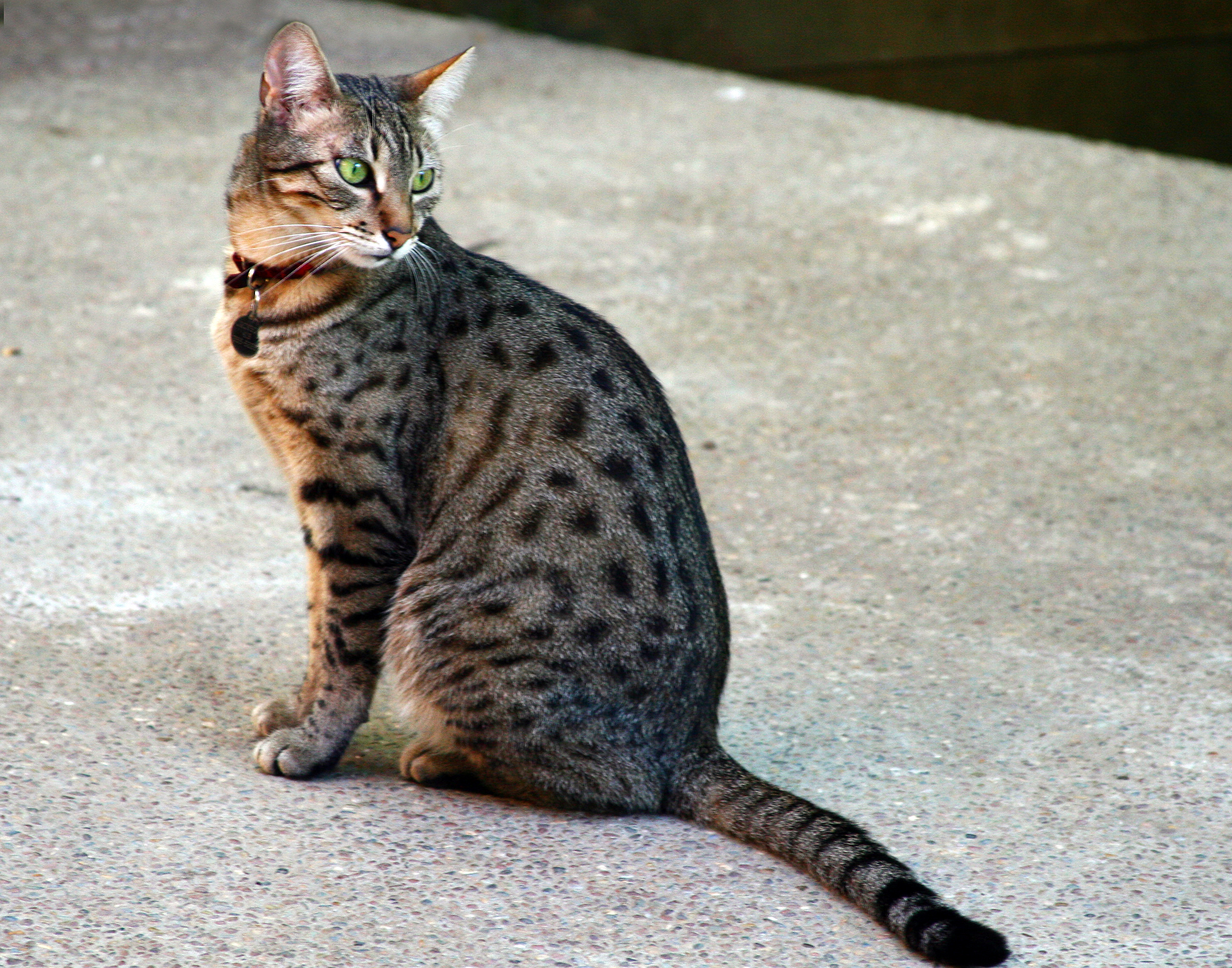 Egyptian Mau: The Resource-Guarding Beauty (Image Credits: Wikimedia)