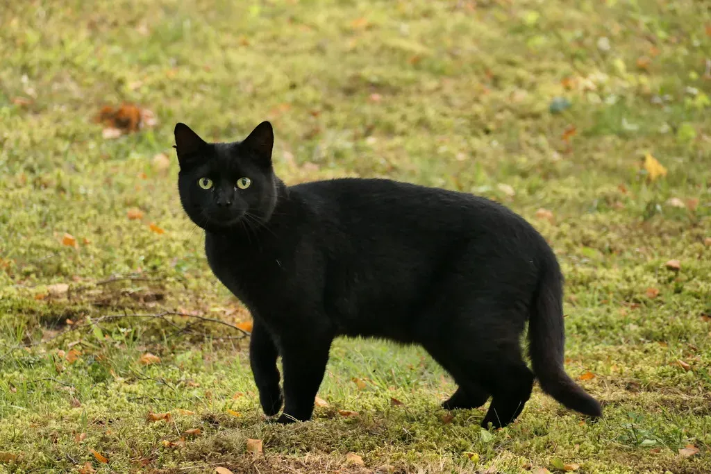 Myth 3: A Black Cat Crossing Your Path Means Death Is Coming (Image Credits: Flickr)