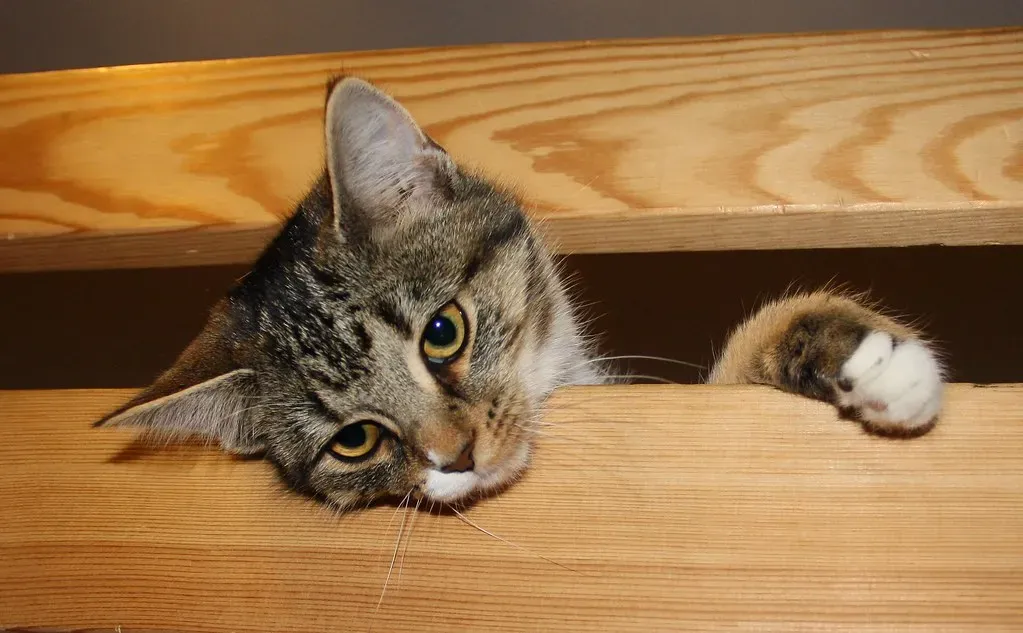 11. A Flexible Skeleton That Lets Them Squeeze Through the Impossible (Image Credits: Flickr)