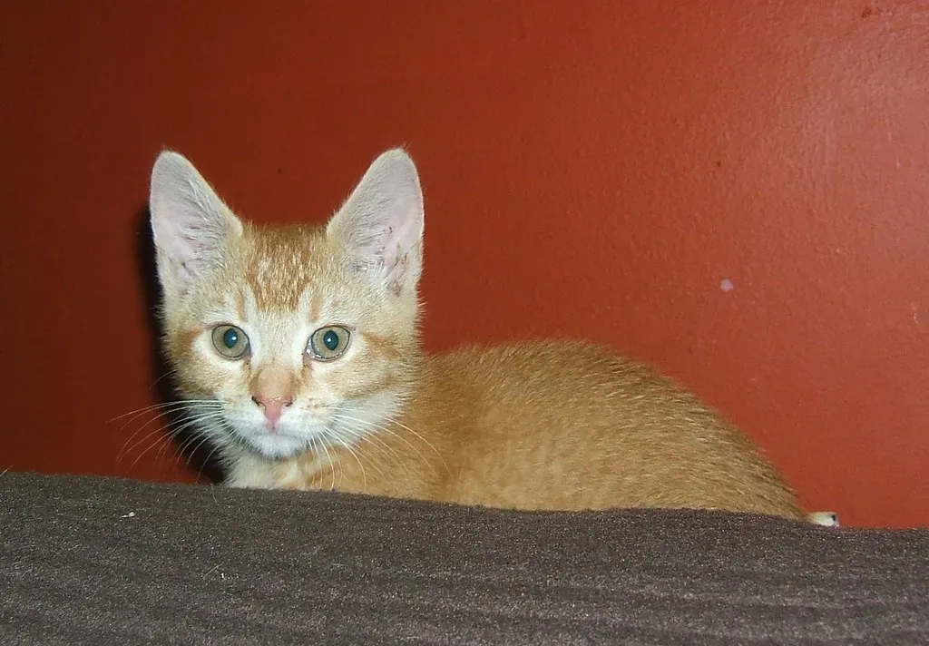 #5 The Death Stare From Across the Room (skuds, Flickr, CC BY-SA 2.0)