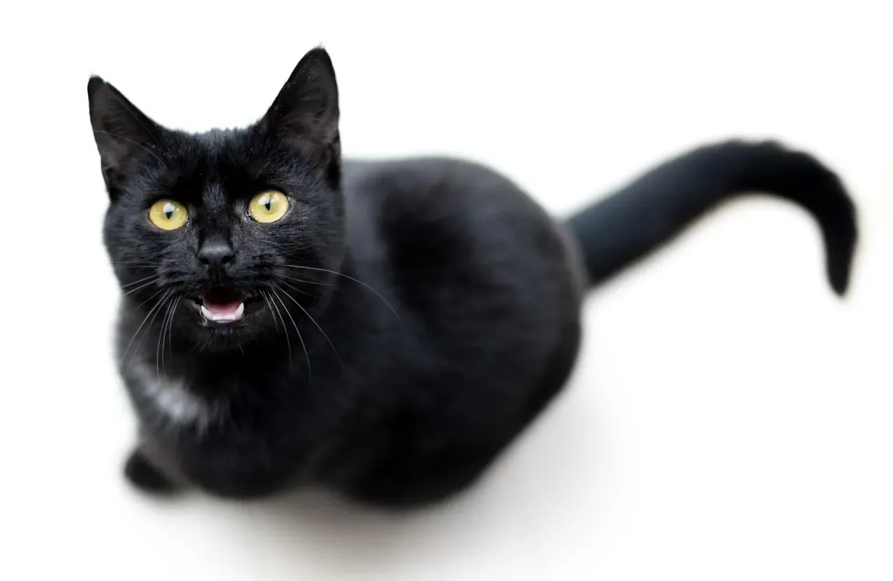 Why It's Different from Meowing (Image Credits: Pixabay)