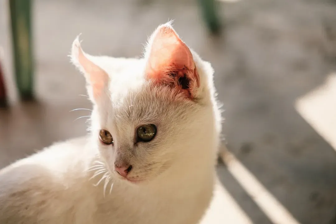 The Ears: Tiny Antennas Broadcasting Big Emotions (Image Credits: Unsplash)