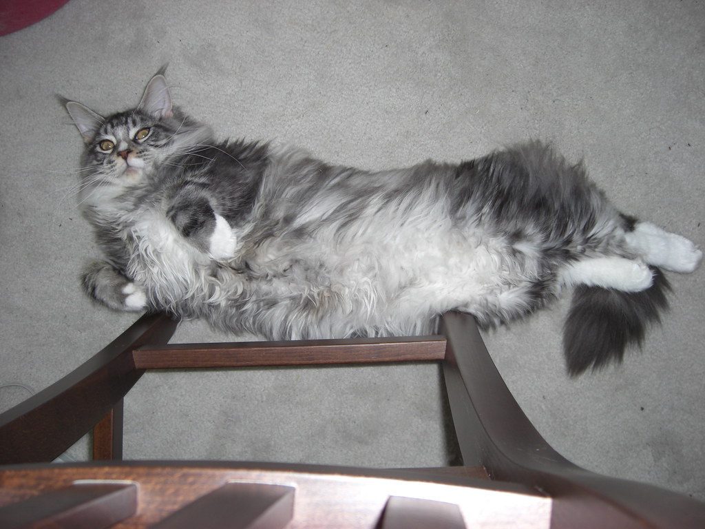 Showing Their Belly - The Ultimate Act of Faith (Image Credits: Flickr)