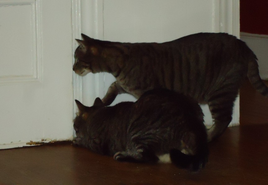 The Attention-Seeking Professional (Image Credits: Wikimedia)