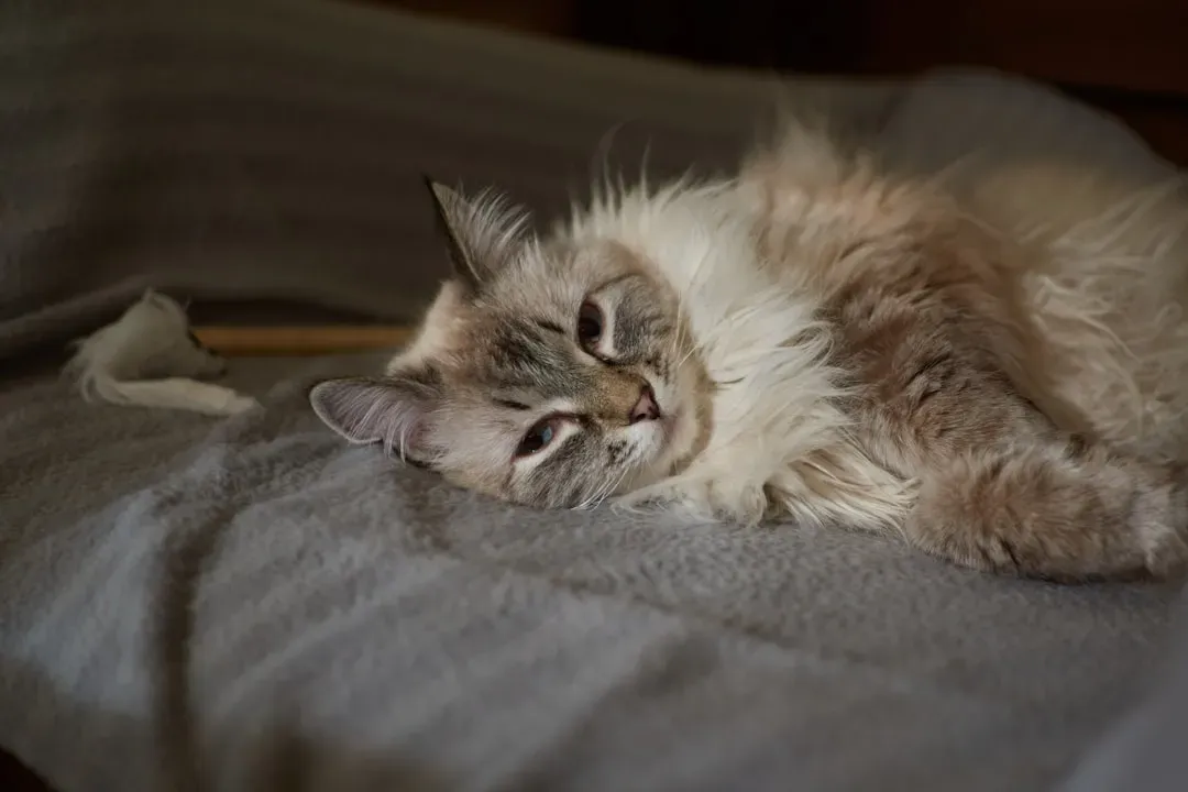 Bone Healing and the Frequency Connection (Image Credits: Unsplash)