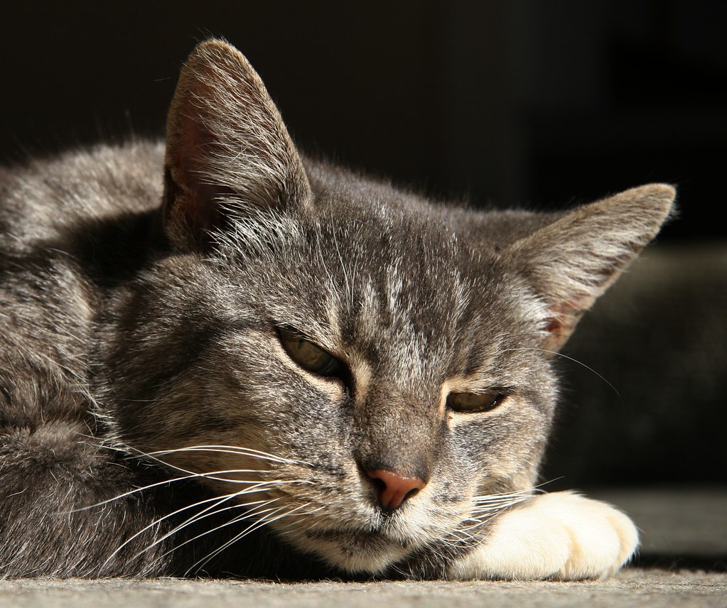 Energy Conservation: The Art of Feline Efficiency (Image Credits: Flickr)
