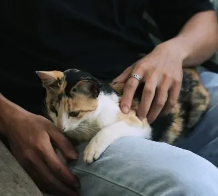 #9 - Holding Their Bladder Because the Cat Is Sitting on Their Lap (Image Credits: Pexels)