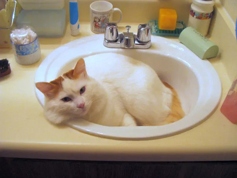 Turkish Van: The Water-Loving Loner (Image Credits: Wikimedia)