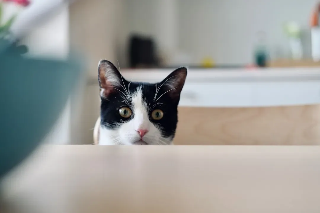 Conclusion (Image Credits: Unsplash)