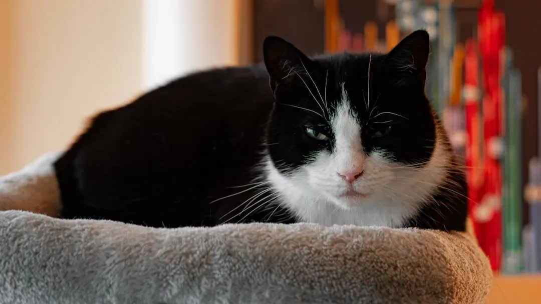 What Your Cat's Behavior Is Really Telling You About Their Emotional World (Image Credits: Unsplash)