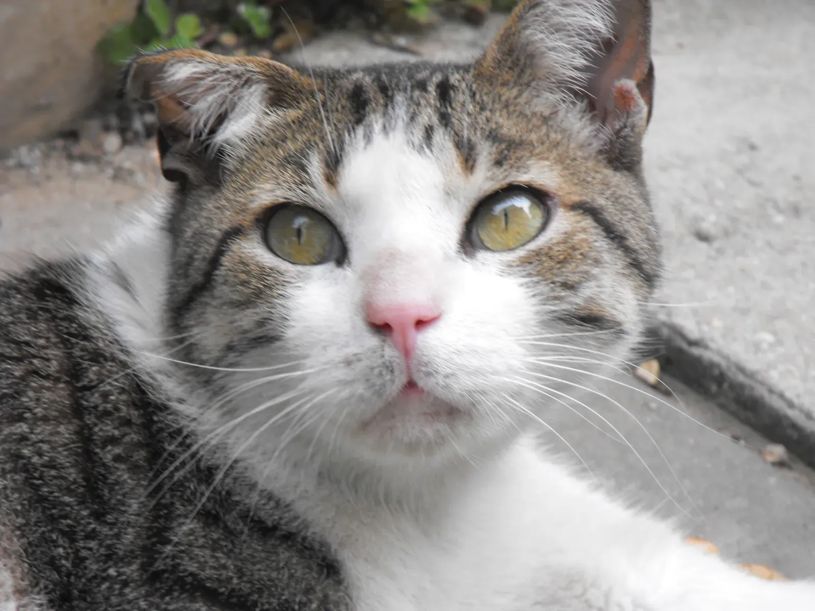 #2 - Your Cat Has Secret Scent Glands You've Never Noticed (By Sagive SEO, CC BY-SA 3.0)
