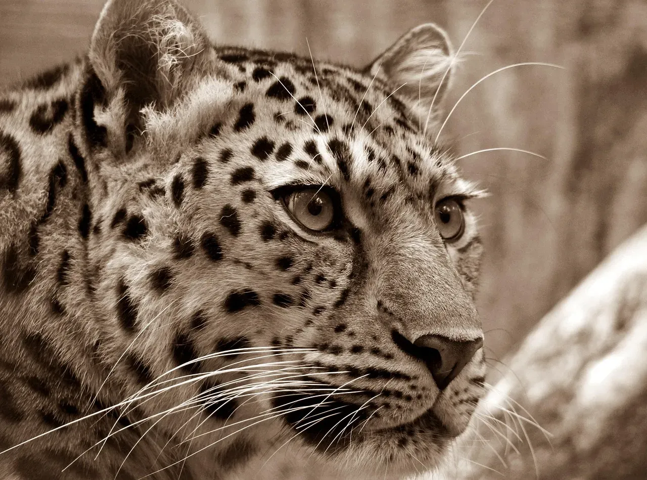 #2 Scent marks work like a leopard's personal filing system (Image Credits: Pixabay)