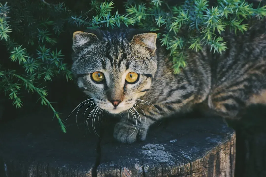 The Ancient Blueprint Written in Your Cat's DNA (Image Credits: Unsplash)