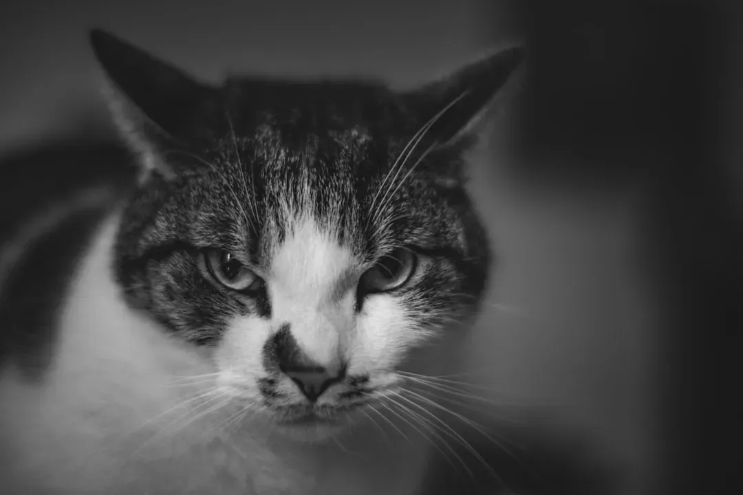 The Hunting Instinct Behind That Focused Gaze (Image Credits: Unsplash)