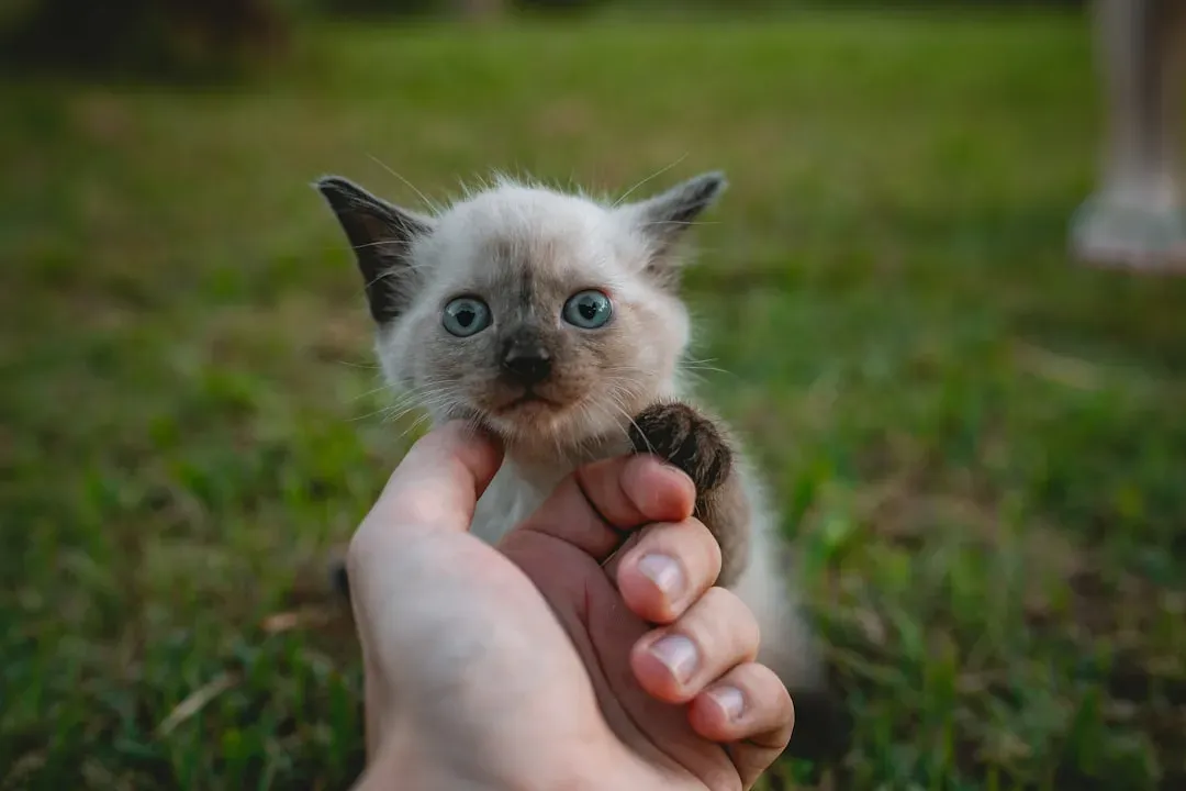 They Give You Purpose When Everything Feels Pointless (Image Credits: Unsplash)