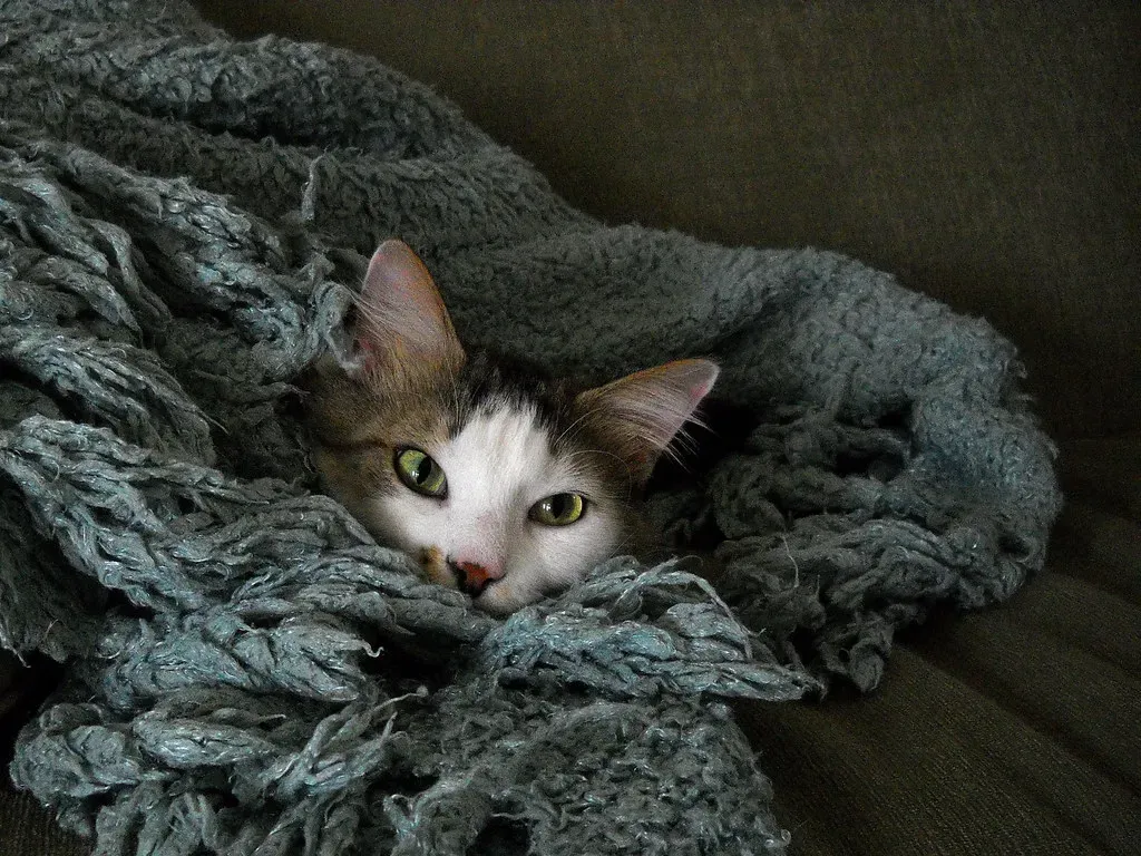 When to Watch the Blanket Behavior (Image Credits: Flickr)