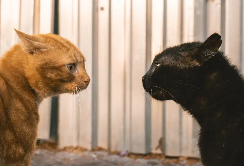 2. Slow Introductions Are Not Optional (Image Credits: Pexels)